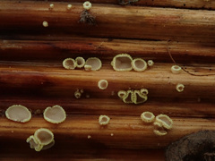 Trichopeziza mollissima