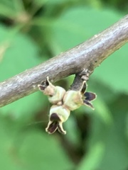 Hamamelis virginiana