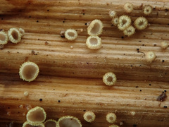 Trichopeziza mollissima
