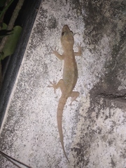 Hemidactylus brookii