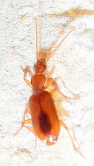 Pseudaptinus horni