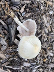 Pluteus tomentosulus