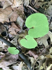 Asarum canadense
