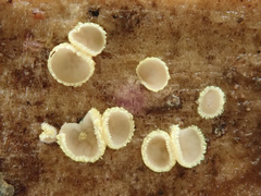 Trichopeziza mollissima