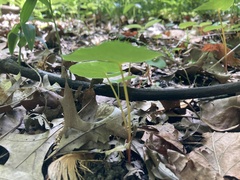 Asarum canadense