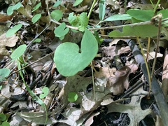 Asarum canadense