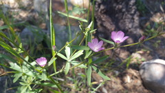 Sidalcea glaucescens