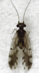 Ectopsocus gracilis