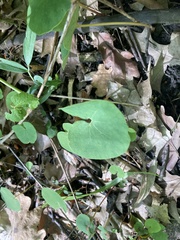 Asarum canadense