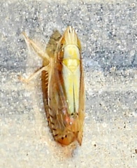 Scaphytopius elegans