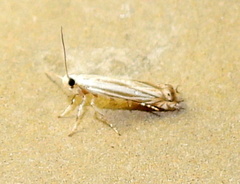 Polyhymno luteostrigella