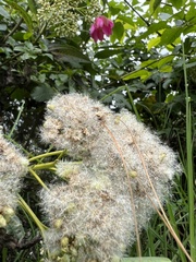 Baccharis latifolia