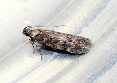 Chionodes trichostola