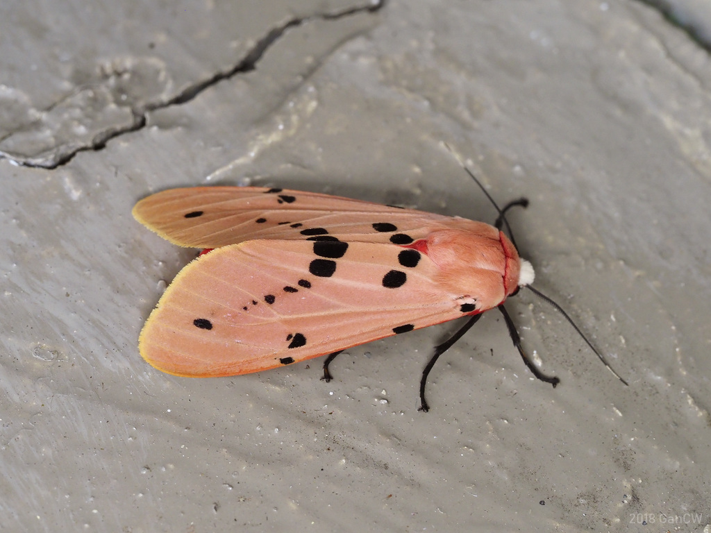 Spilarctia ericsoni