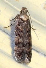 Chionodes trichostola