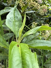 Baccharis latifolia