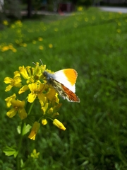 Anthocharis cardamines