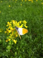 Anthocharis cardamines