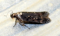 Chionodes trichostola