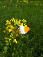 Anthocharis cardamines