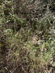 Elymus glaucus glaucus