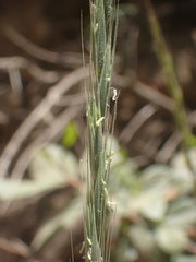 Elymus glaucus glaucus