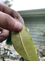 Phyllocnistis magnoliella