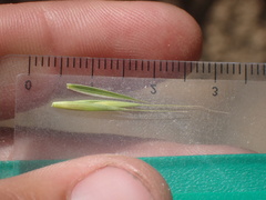 Elymus glaucus glaucus