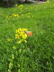 Anthocharis cardamines