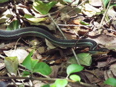 Thamnophis proximus rutiloris