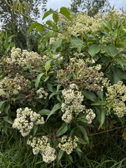 Baccharis latifolia