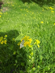 Anthocharis cardamines
