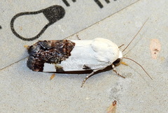 Tarache tetragona
