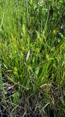 Carex cryptolepis