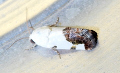 Tarache tetragona