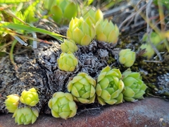 Sempervivum caucasicum