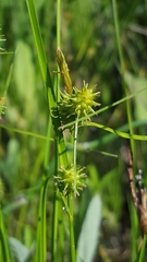 Carex cryptolepis