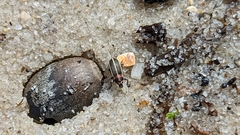 Eudiagogus maryae