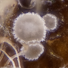 Fuscolachnum misellum