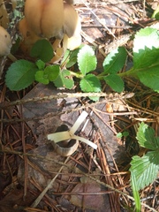 Veronica officinalis