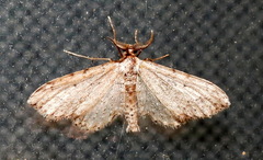 Pimaphera sparsaria