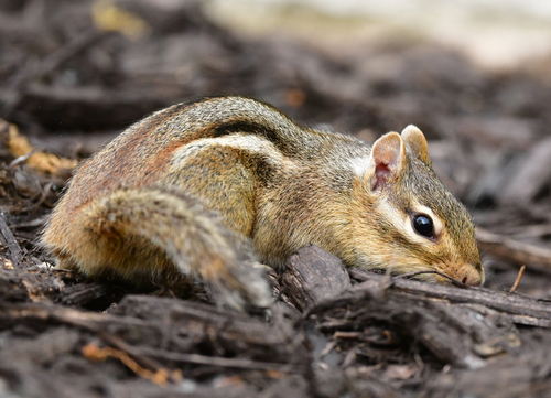 Eastern Chipmunk photographed in Wisconsin
