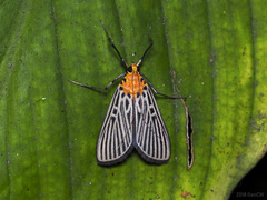Tyspanodes exathesalis