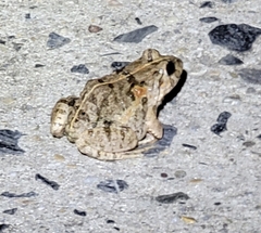 Fejervarya multistriata