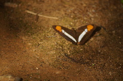 Adelpha hyas