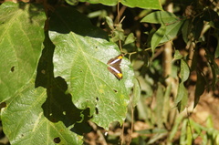 Adelpha hyas