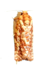 Choristoneura houstonana