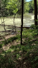 Emydoidea blandingii