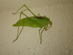 Amblycorypha parvipennis