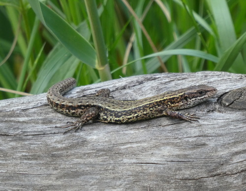 Carniolan lizard, photo 3 of 10